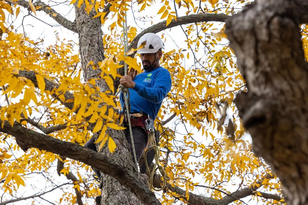 Skilled Tree Pruning crew working in Hurley