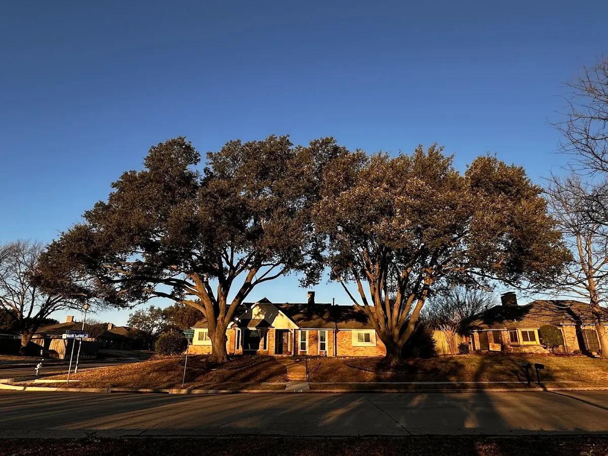 Established residential canopy tree shading a home in Hurley